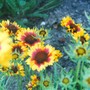 Blanket_flower