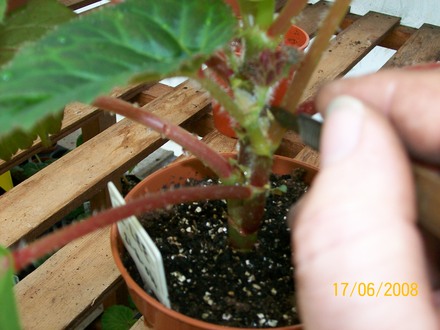 Cutting a cutting - above (Begonia)