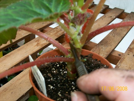 Cutting a cutting - below (Begonia)