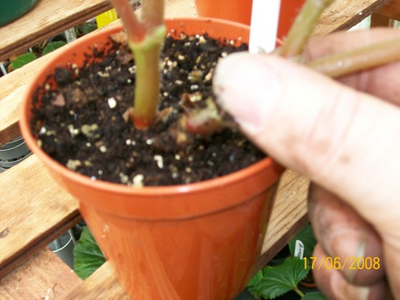 Tuber Cutting (Begonia)