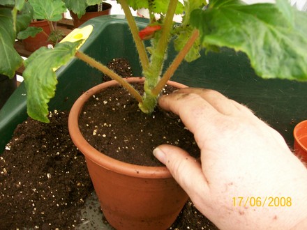 Firming/leveling/adding a bit more compost (Begonia)
