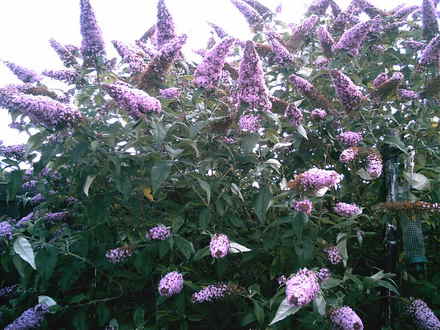 A garden flower photo
