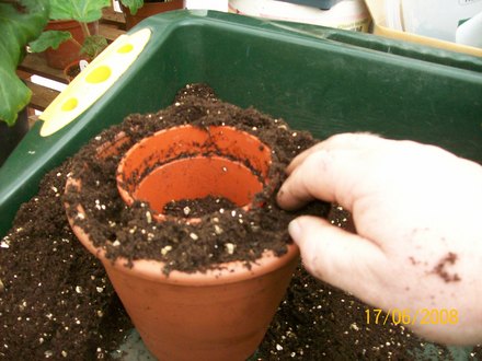 Firming the compost ready to remove the empty pot