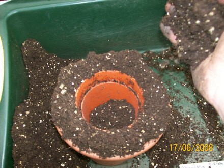 Adding compost above the pot ready to be firmed