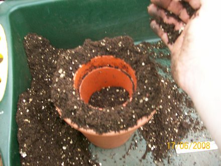 Adding compost around the pot