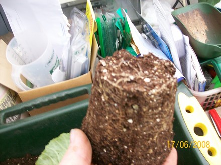 Roots filled the pot, ready to pot on (Begonia)