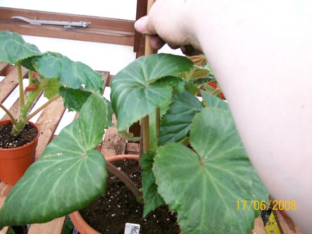 Adding the cane (Begonia)