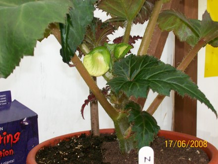 Potted on with 2 side shoots (Begonia)