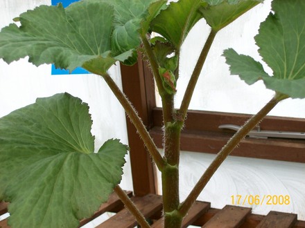 No side shoots, won't make the show (Begonia)