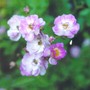 Miniture_roses
