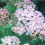 yarrow (achillea)