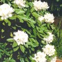 White_rhodie