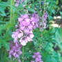 Verbascum