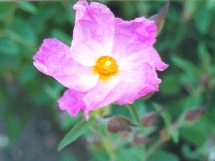 Unknown native