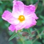 Unknown_native