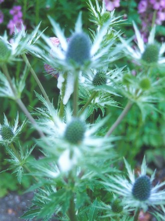 Blue Sea Holly (eryngium 'sapphire blue')
