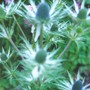 Sea_holly