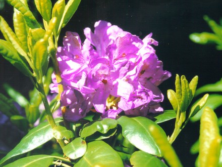 Rhododendron Daphnoides (Rhododendron daphnoides)