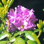 Purple_rhodie