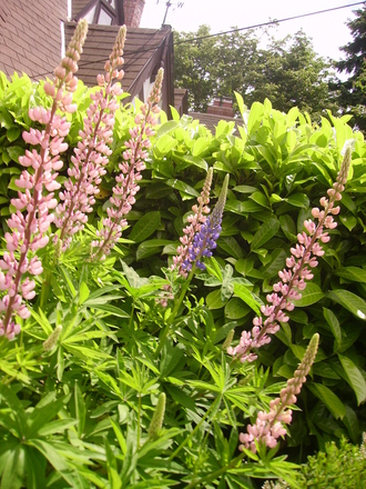 lupin, pink and one blue spike (lupinus)