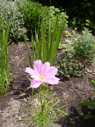 Cosmos (cosmos)