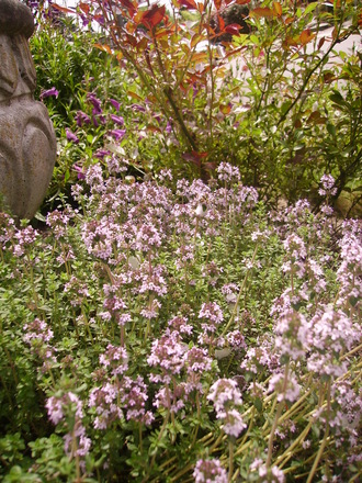 thyme (Thymus vulgaris (Garden thyme))