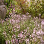 Thymus vulgaris (Garden thyme)