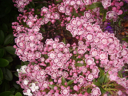 mountain laurel (Kalmia latifolia (Calico bush))