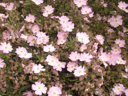 cistus (cistus skanbergii)