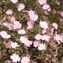 cistus (cistus skanbergii)