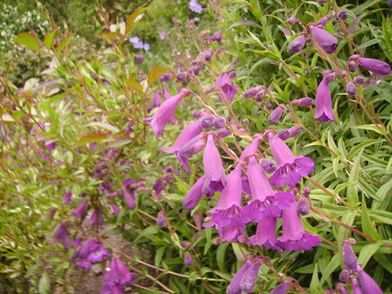 Penstemon (penstemon)