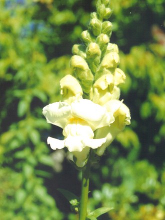 snapdragon (antirrhinum)