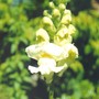 Snapdragon