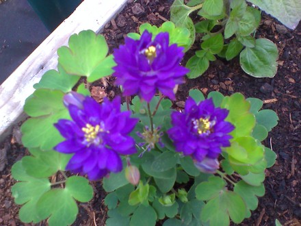 clemetine a little more open (aquilegia)