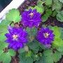 clemetine a little more open (aquilegia)