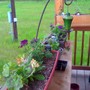 window boxes on the porch