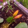 my lily buds