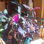 monkey plant in the sun