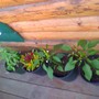 celosia peppers and basil