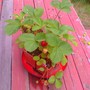 strawberry centerpiece