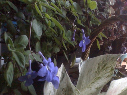 my unknown blooms (streptocarpella)