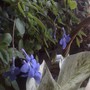 Unkn_vlt_bloom