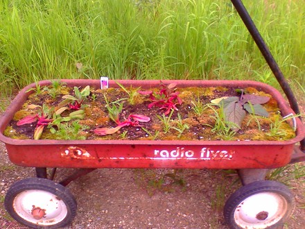 my wagon planter