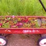 my wagon planter