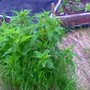 Wild_rhubarb_061408