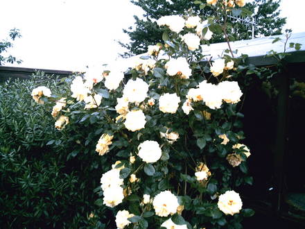 A garden flower photo