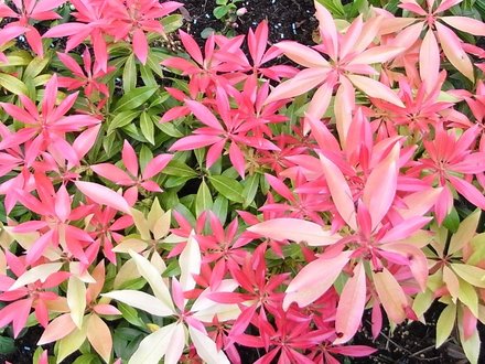 Pieris Spring 2008 (Pieris japonica (Lily of the valley bush))