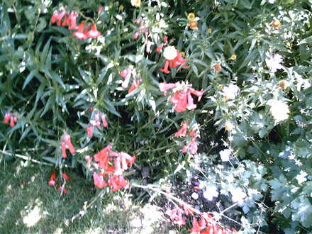 A garden flower photo