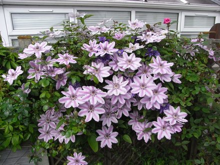 A profusion of clematis