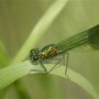 dragon fly